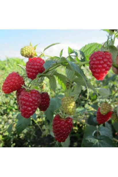 Ремонтантна малина ‘Діамантова’ під час плодоношення в саду.